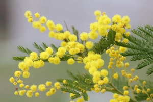 Fête du Mimosa