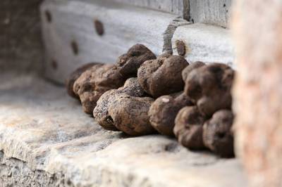 foire de la Truffe de Cuzance