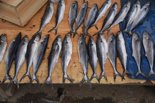 produits de la mer 03 29 86 40 40 Mardi