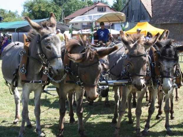 Fête de l'Ane