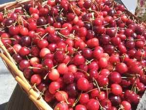 Fêtez la cerise de la vallée du Jaur