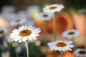 Fête des plantes