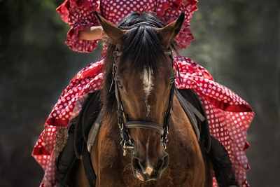 Fête du Cheval