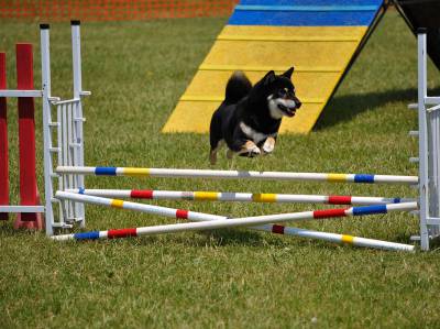 Concours National d'Agility