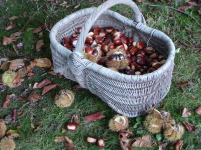 Fete de la Chataigne : Chaud! Les chataignes