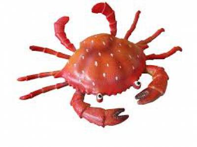 Fete du crabe, Fest noz