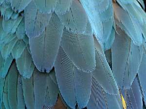 Bourse aux oiseaux d'élevage - CHELLES - 77500