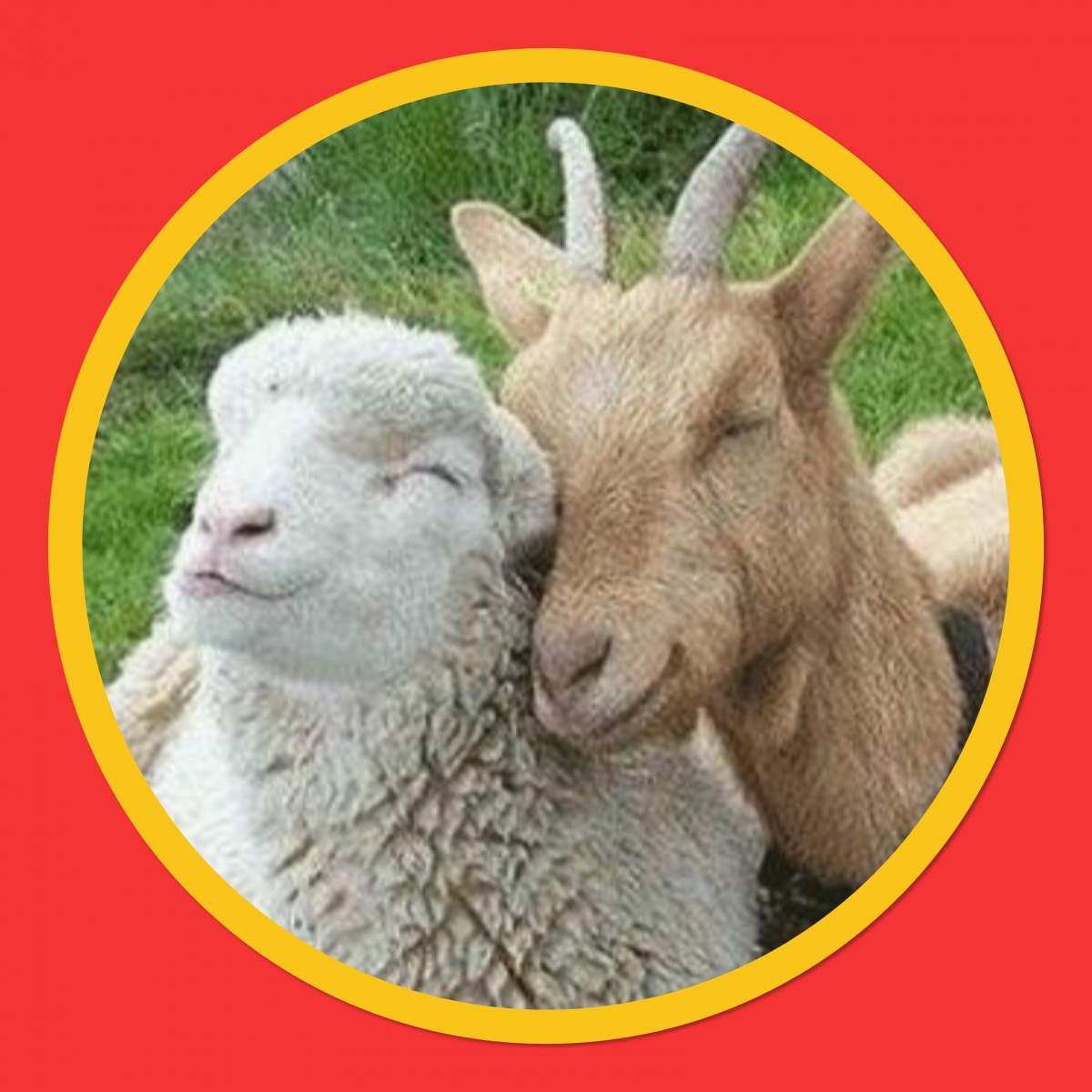 Fête de la chèvre et du mouton