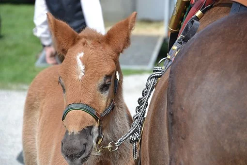 Foire aux Chevaux