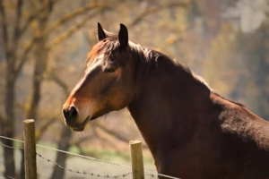 fête du Cheval Breton de la Pentecôte