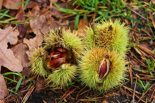 Châtaignes et Saveurs d'Automne