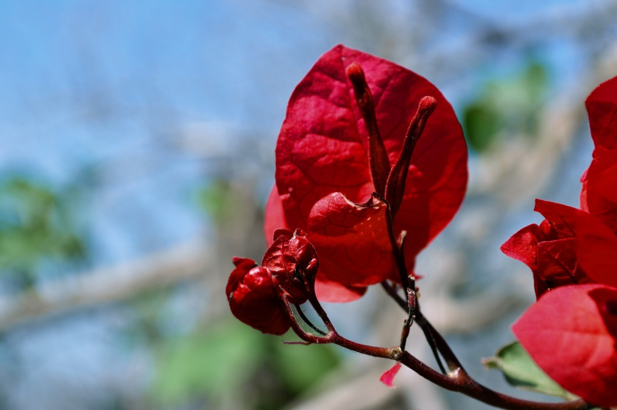 foire aux plantes rares
