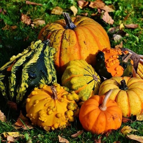 Fête de la courge