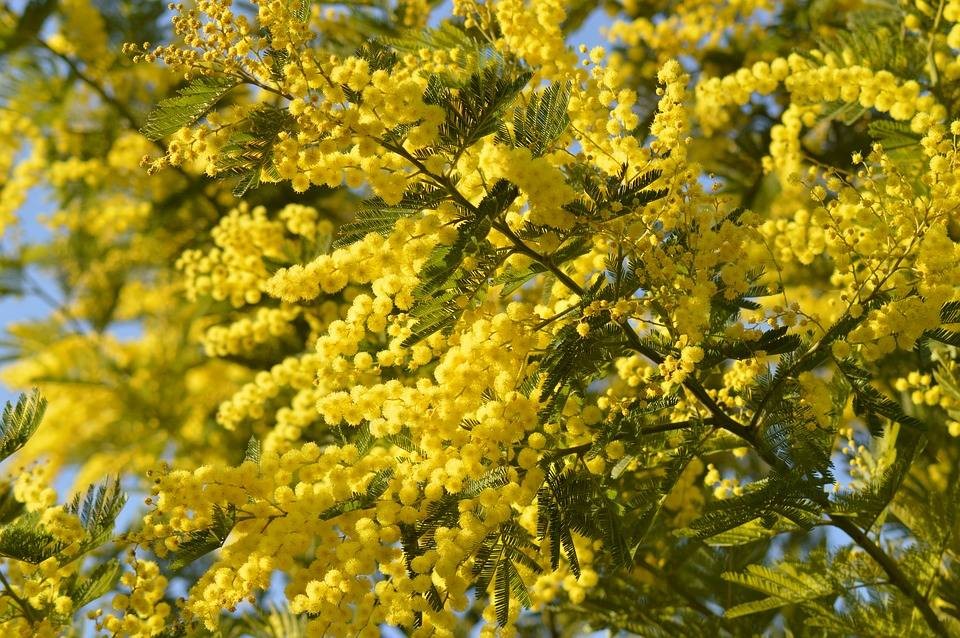 Fête du mimosa