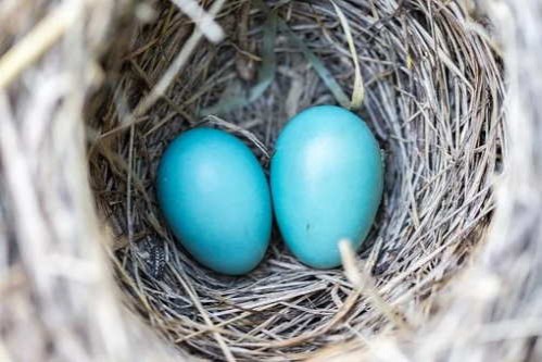 CHASSE AUX OEUFS