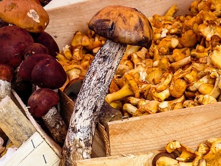 FÊTE DES CHAMPIGNONS