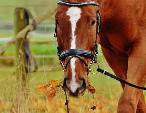 Foire aux chevaux
